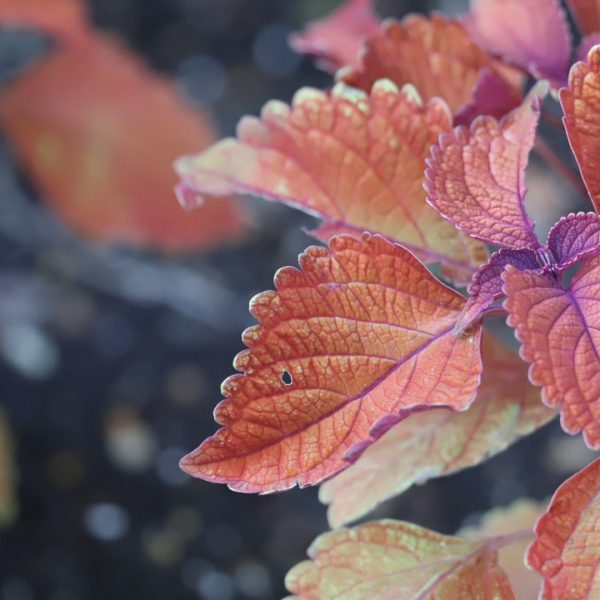 Coleus leaves.