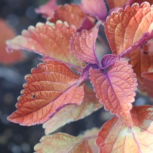 Coleus leaves.