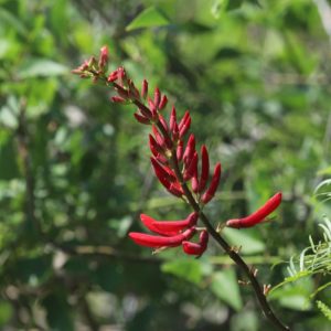 Coral bean flowers.