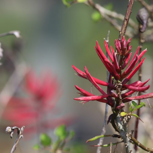 Coral bean flowers.