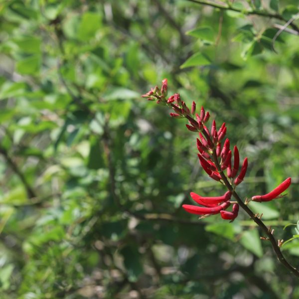 Coral bean flowers.