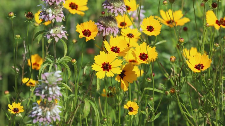 Coreopsis flowers.