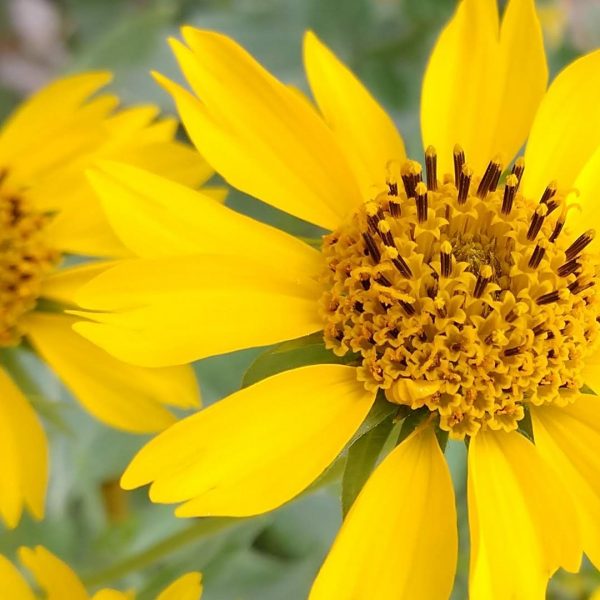 Cowpen daisy flowers.