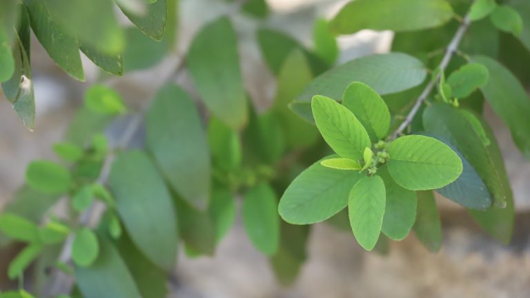 Coyotillo leaves.