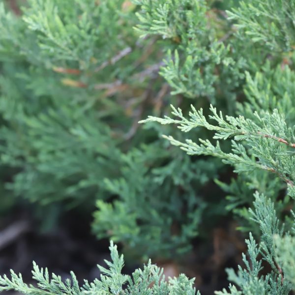 Creeping juniper leaves.