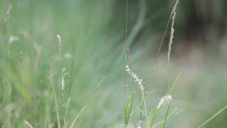 Curly mesquite grass leaves.
