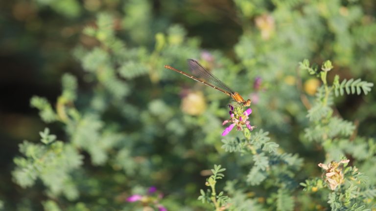 Black dalea flowers, with dragonfly.