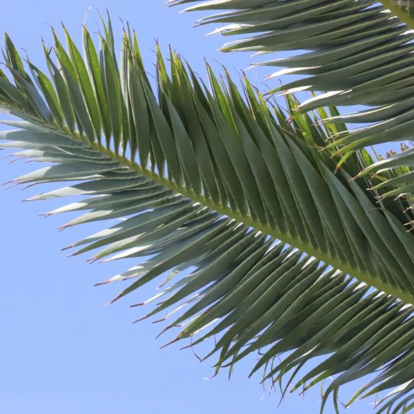 Canary Island date palm leaf.