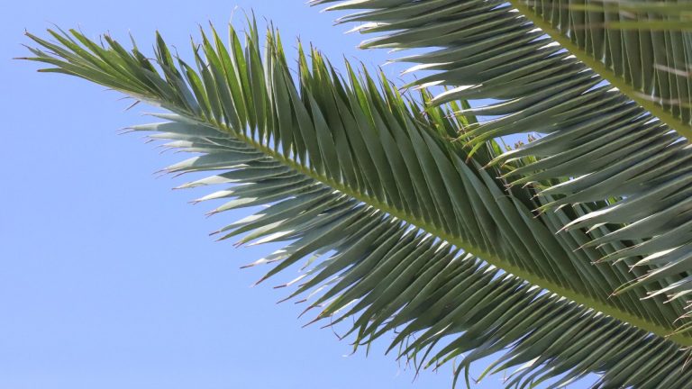 Canary Island date palm leaf.