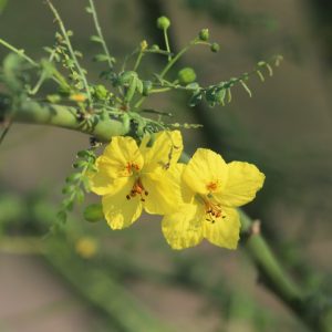 "Desert museum" paloverde flowers.