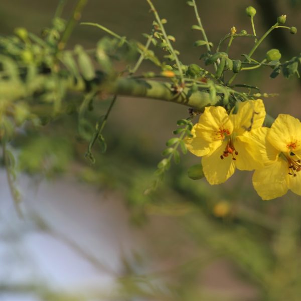 'Desert museum' paloverde leaves and flowers.