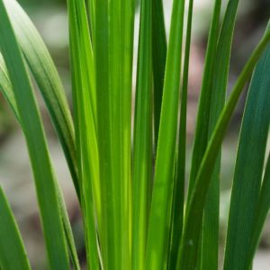 Devil's beargrass leaves.