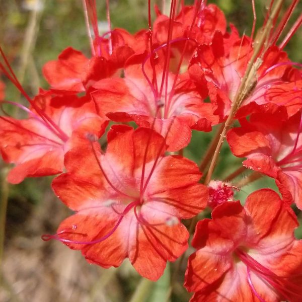 Devils bouquet flowers.