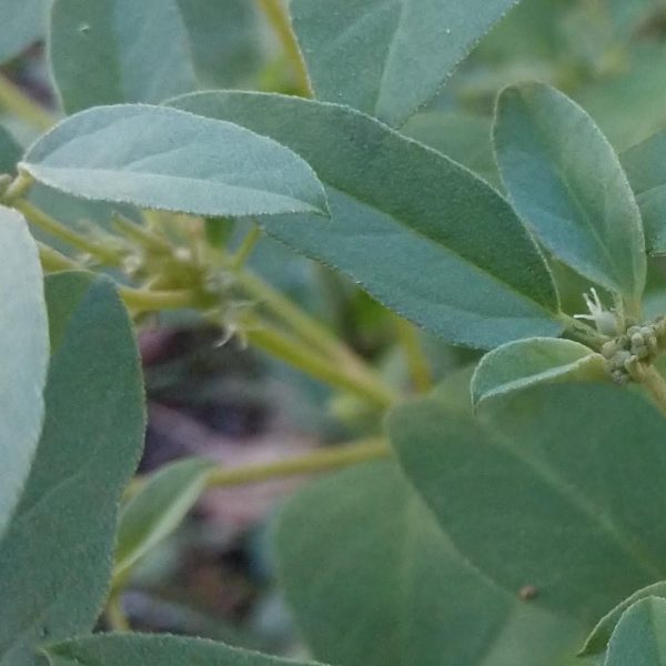 Doveweed leaves.