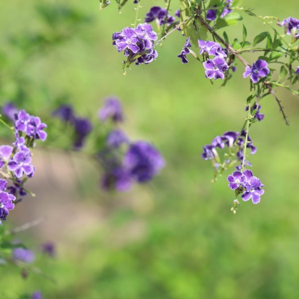 Duranta skyflowers.