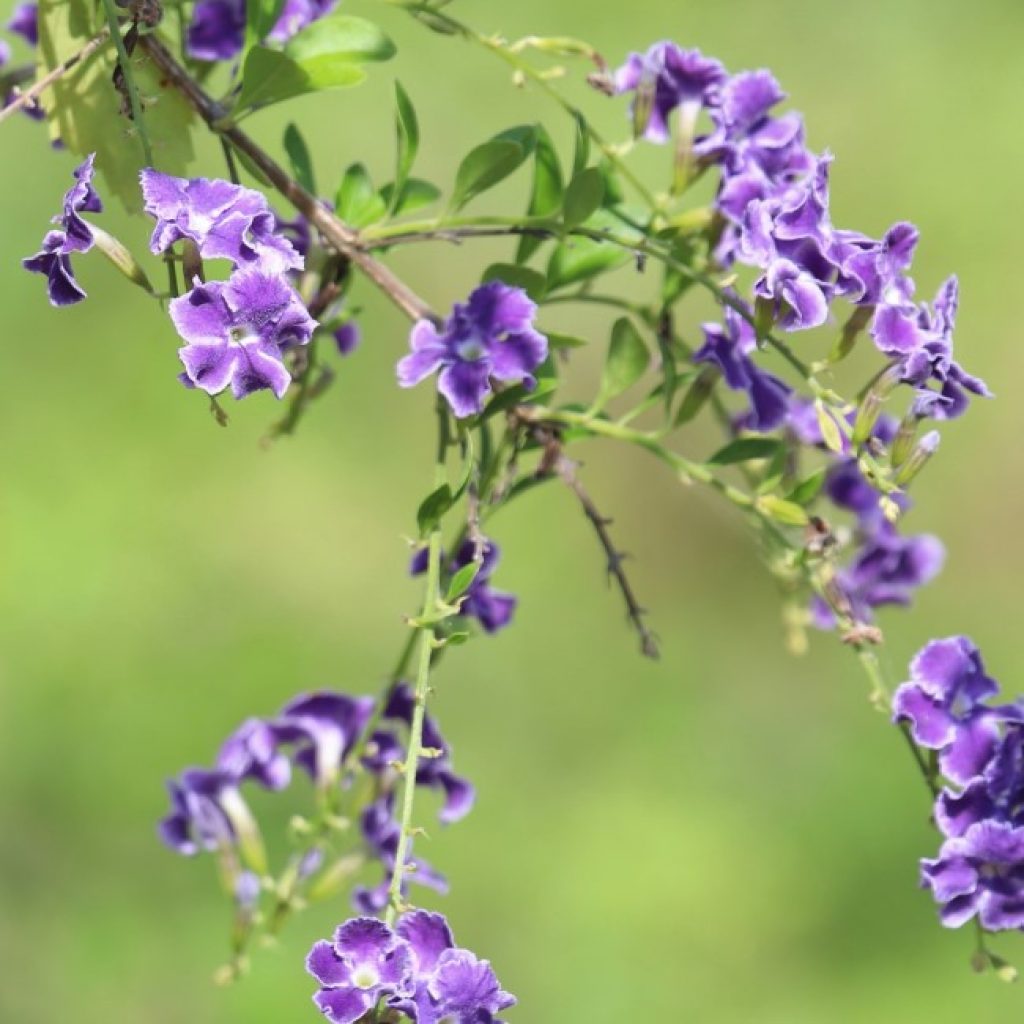 Duranta skyflowers.