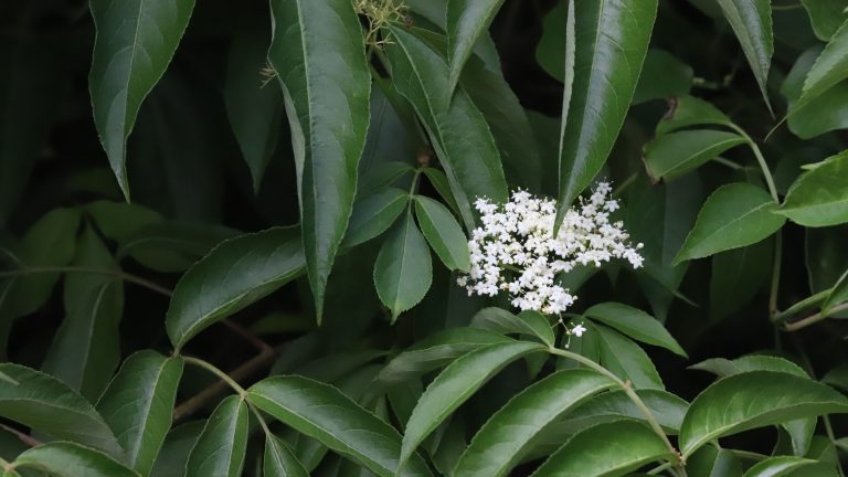 Elderberry leaves and flowers.