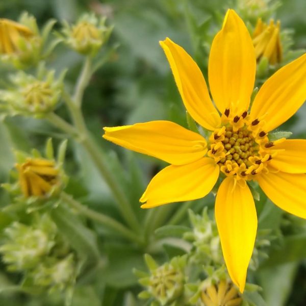 Engelmann daisy flowers.