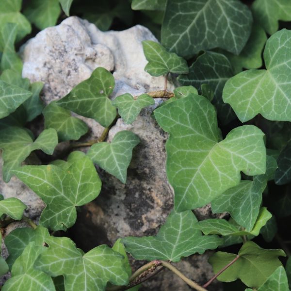 English ivy leaves.