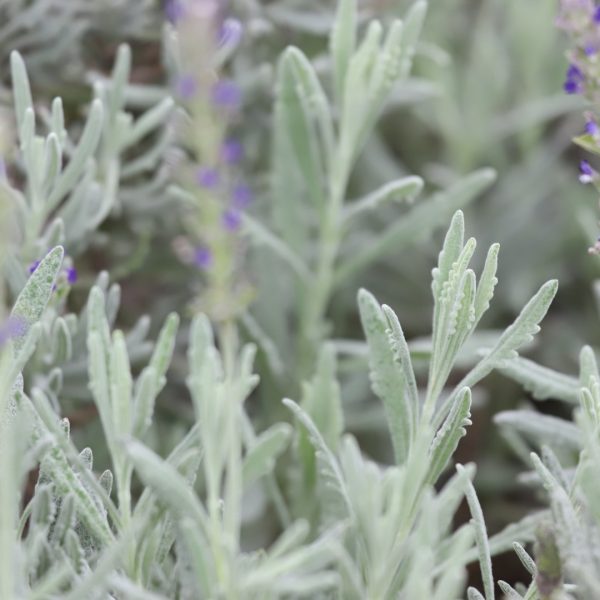 English lavender leaves and flowers.