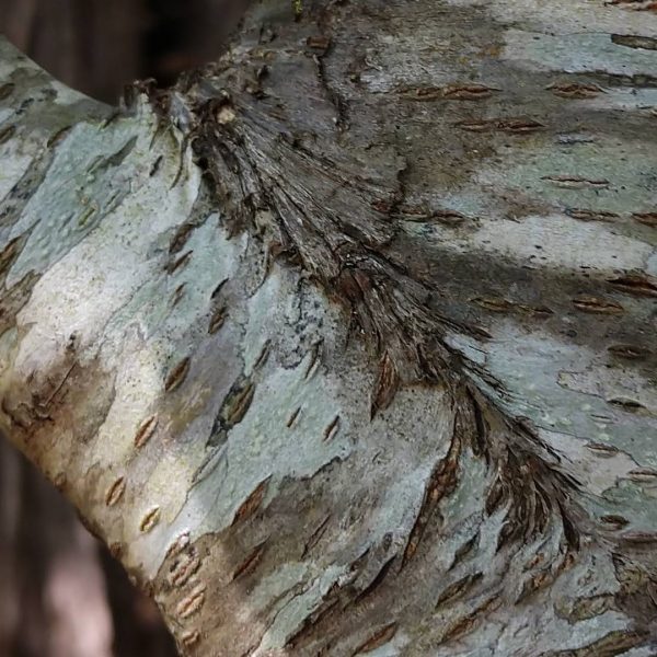 Black cherry bark.