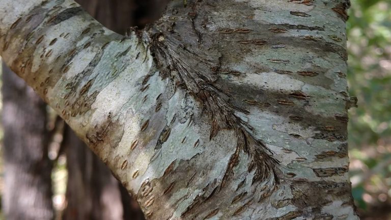 Black cherry bark.