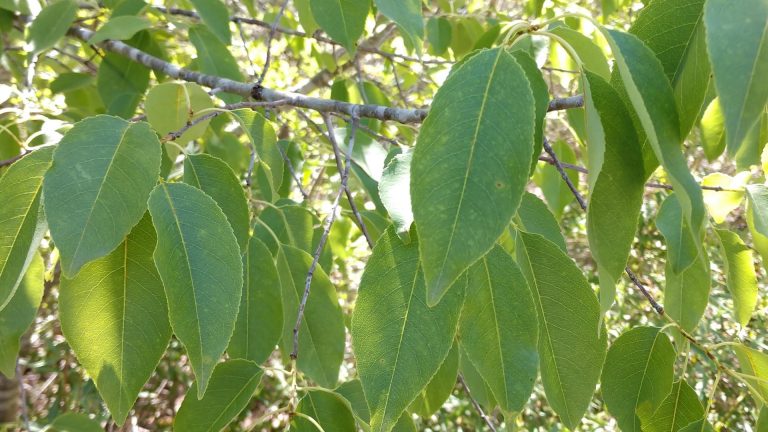 Black cherry leaves.