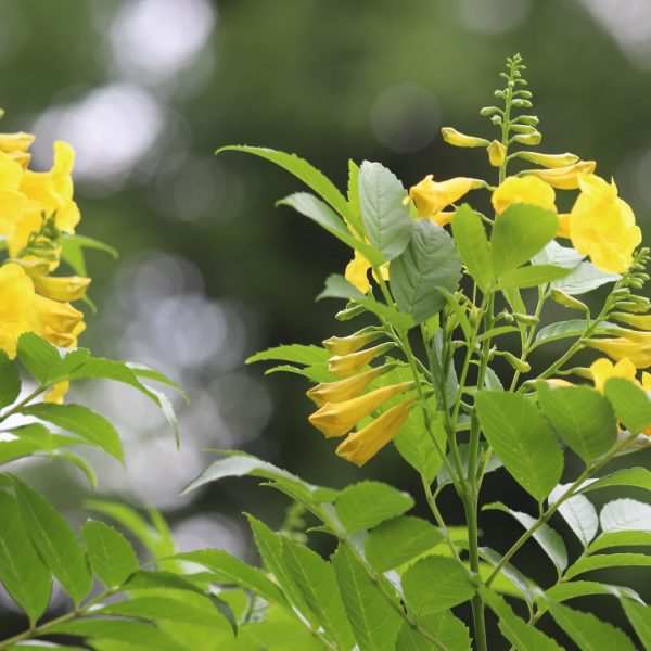 Esperanza yellow bells leaves and flowers.