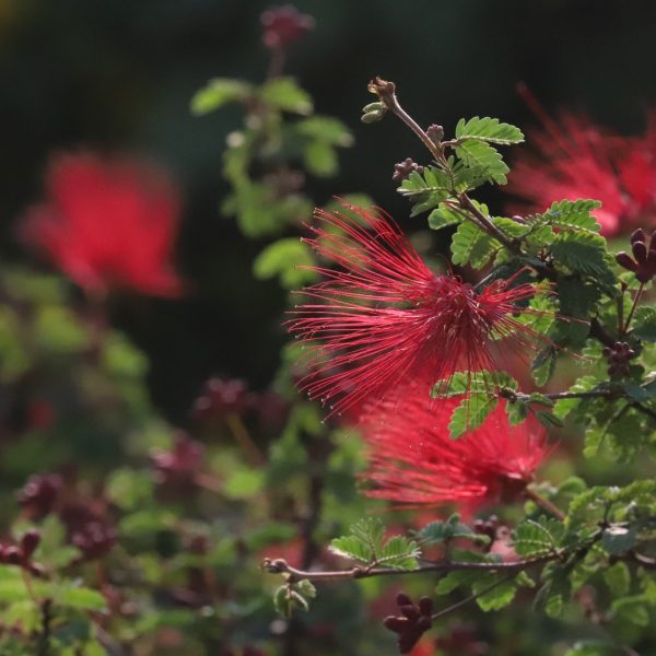 Fairy-duster flowers.