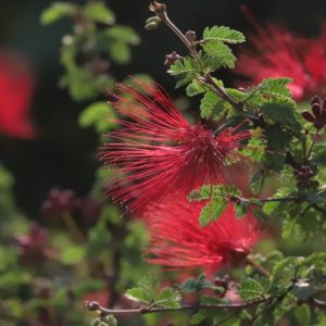 Fairy duster flowers.