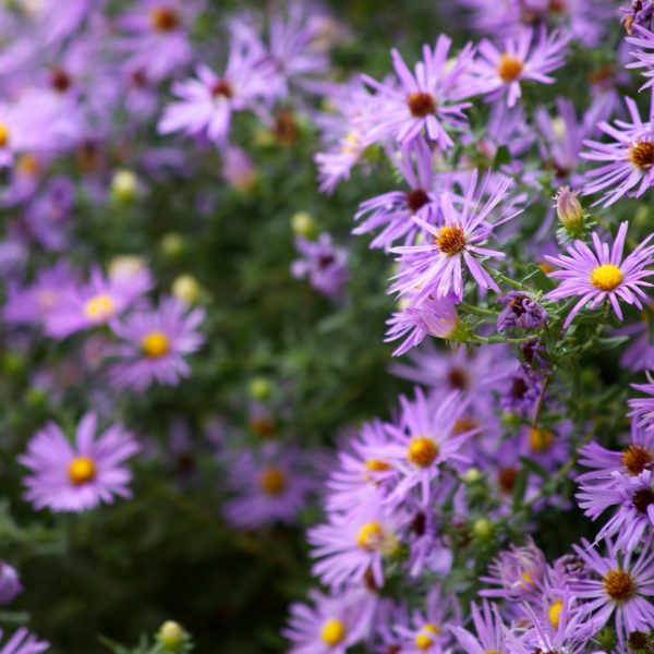 Fall aster flowers.