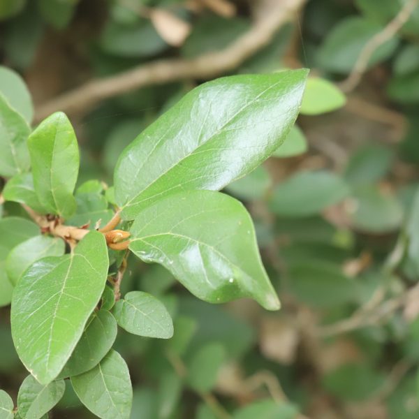 Fig ivy leaves.