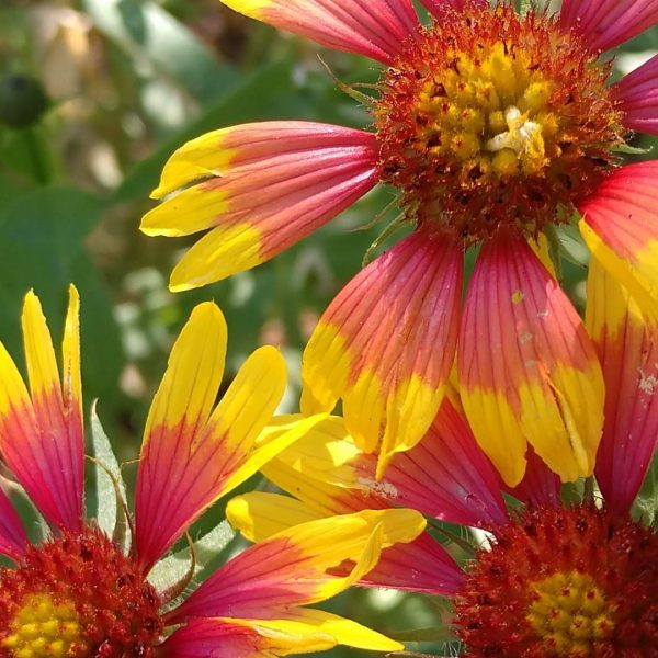 Firewheel indian blanket flowers.