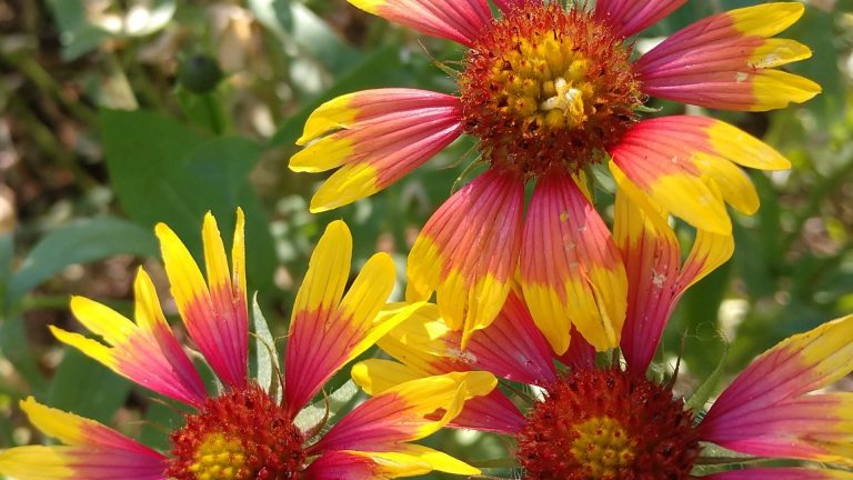 Firewheel indian blanket flowers.