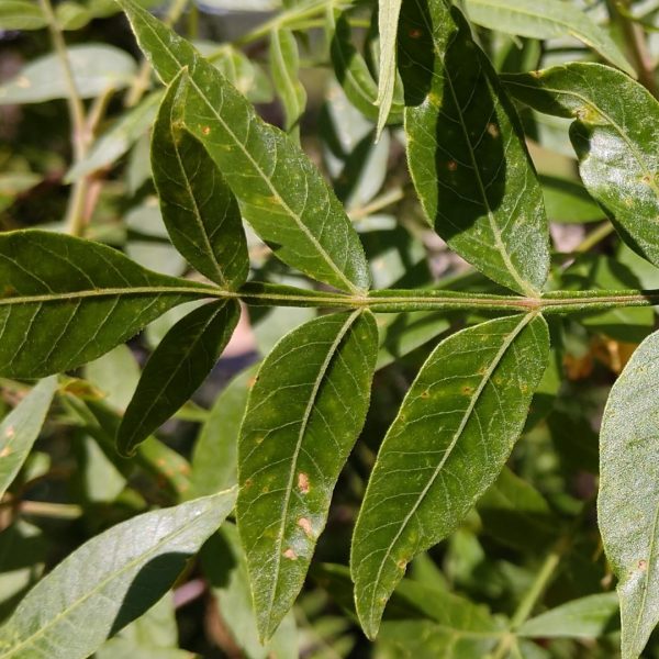 Flameleaf sumac leaves and flowers.