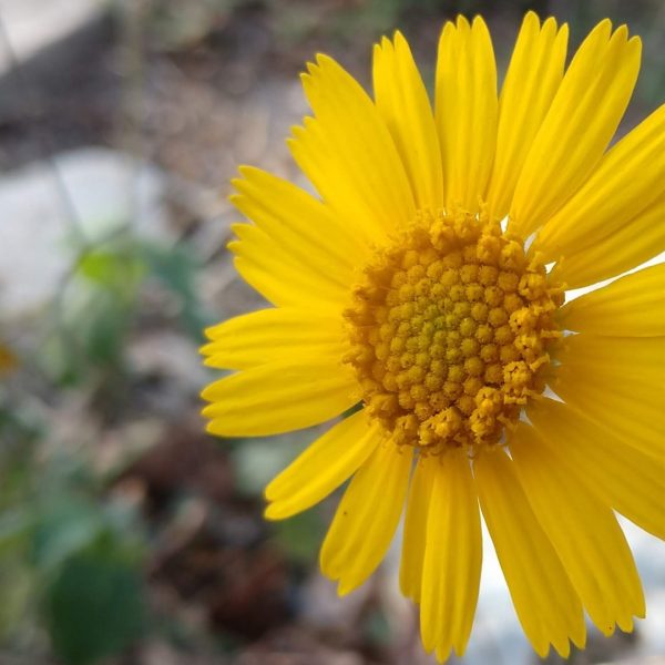 Four nerve daisy flower.