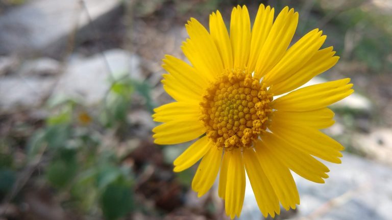Four nerve daisy flower.