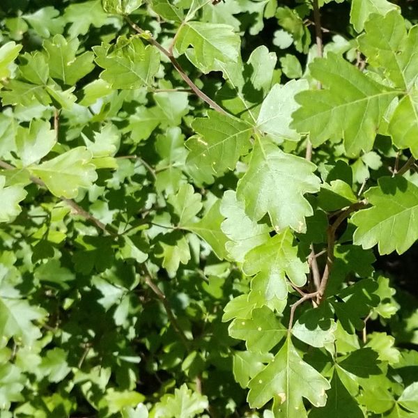 Fragrant sumac leaves.
