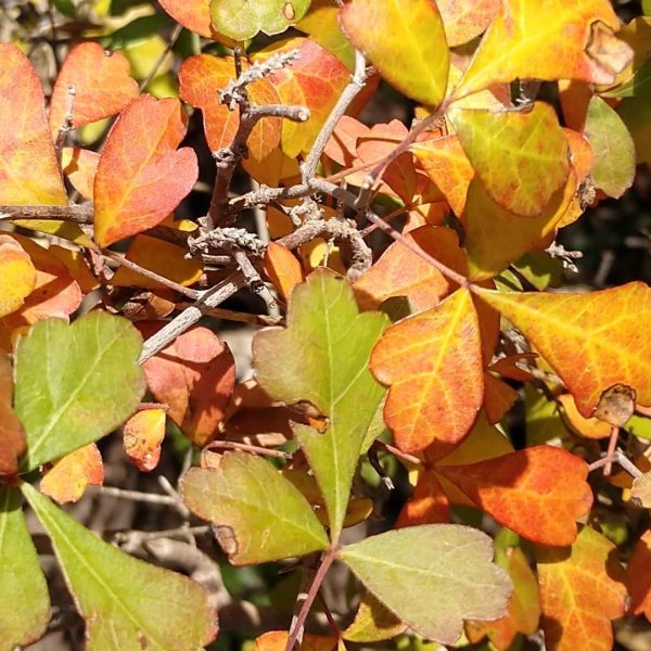 Fragrant sumac leaves in autumn.