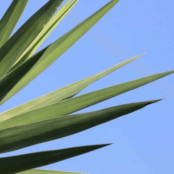 Spineless yucca leaves.