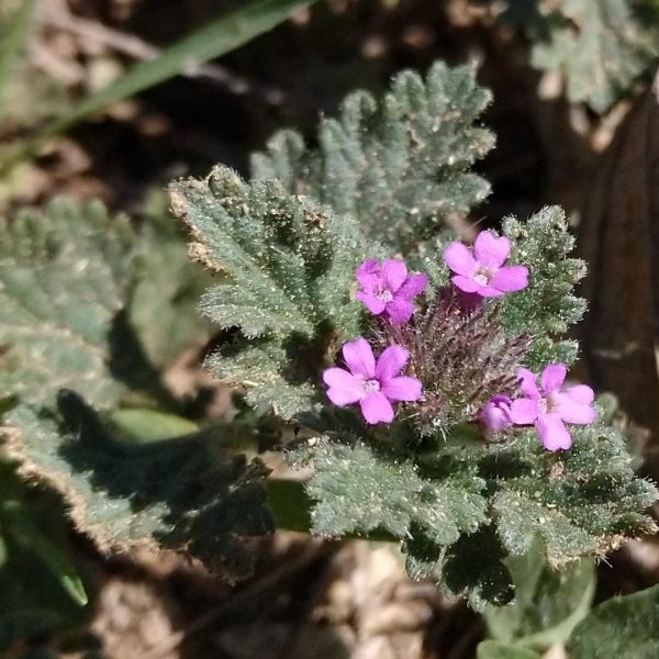 Dwarf vervain.