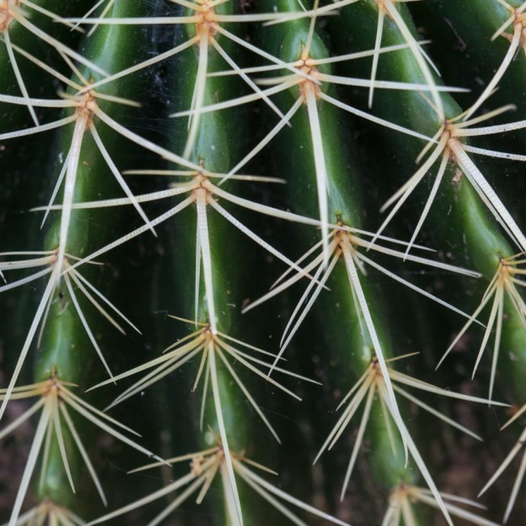Golden barrel cactus leaves and spines.