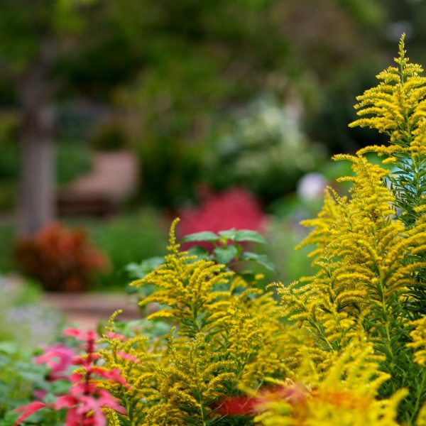 Goldenrod in flower.