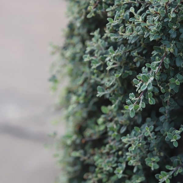 Grey-leaf cotoneaster hedge.