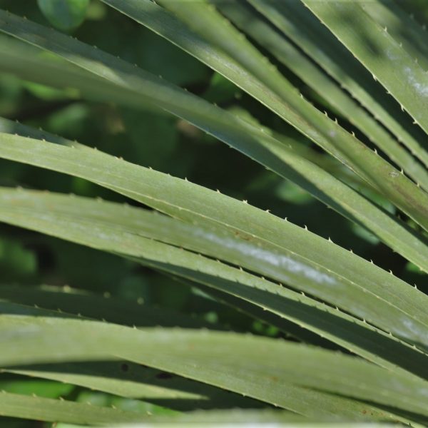 Green sotol leaves.