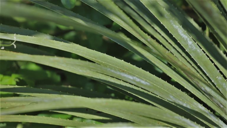 Green sotol leaves.
