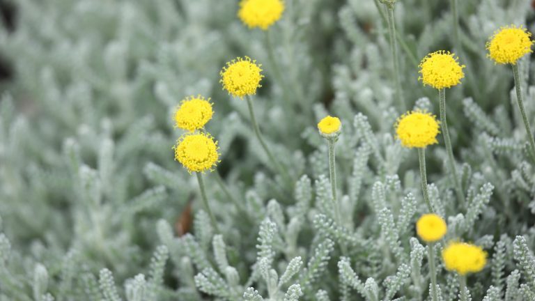Grey santolina leaves and flowers.