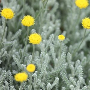 Grey santolina leaves and flowers.