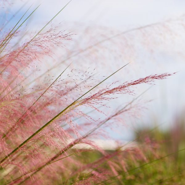 Gulf muhly flowers.