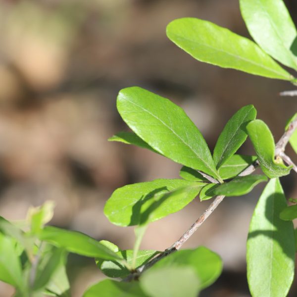 Gum bumelia leaves.